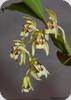 Coelogyne assamica